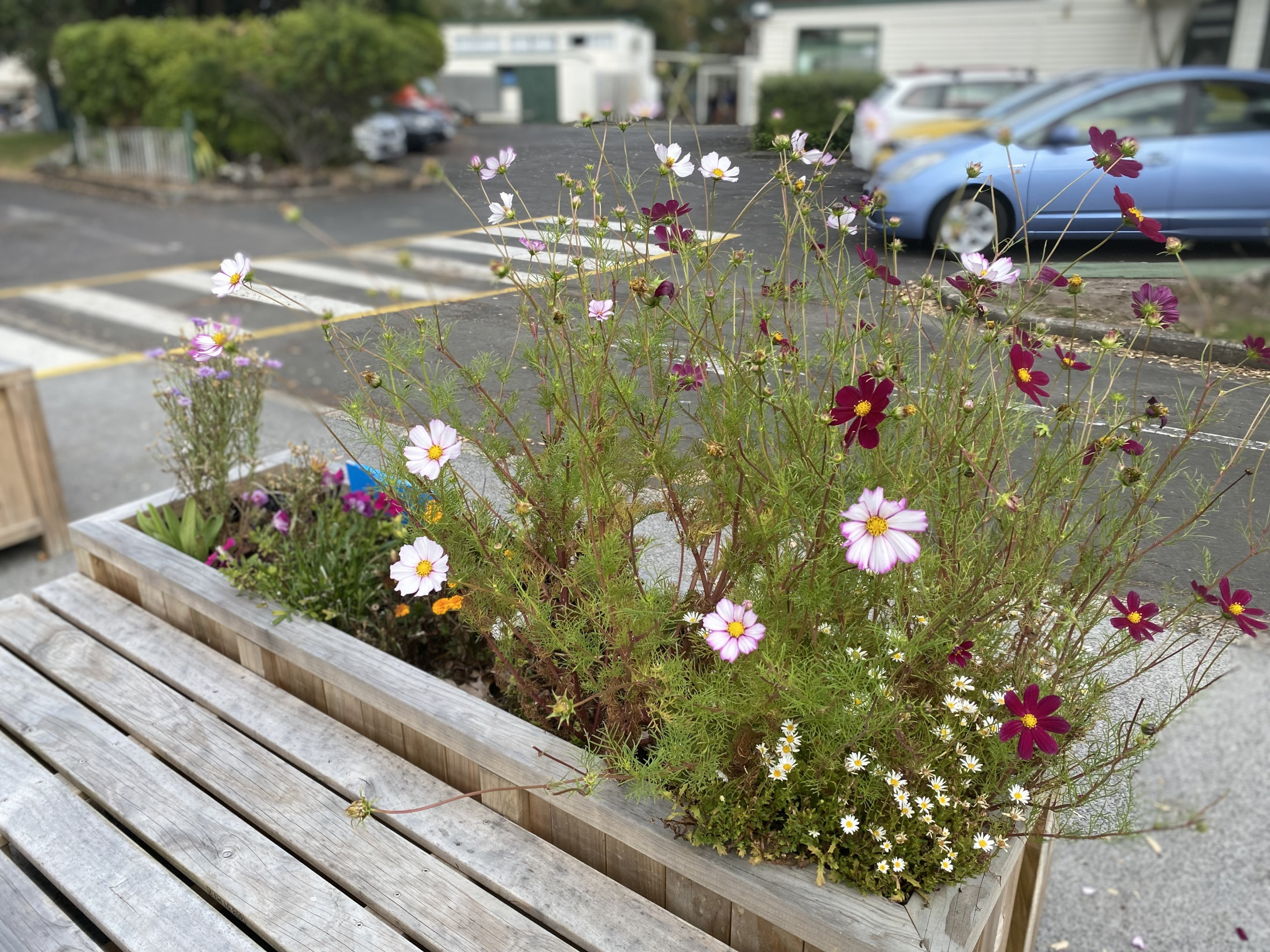 Wild Flowers In Bloom